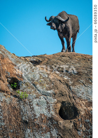 Cape buffalo stands on rock on horizon Cape buffalo stands on rock on horizon 66089350