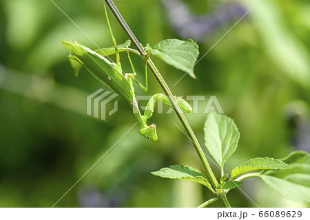 ハラビロカマキリ 66089629