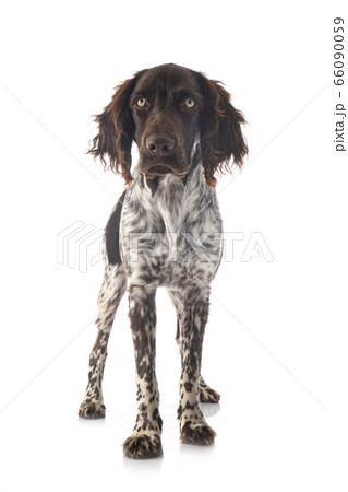 Small Munsterlander in studio 66090059