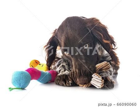 Small Munsterlander in studio 66090060