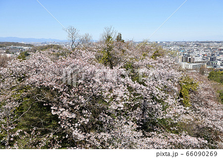 枡形山からみたサクラ 枡形山からみたサクラ 66090269
