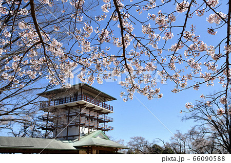 枡形山からみたサクラ 66090588