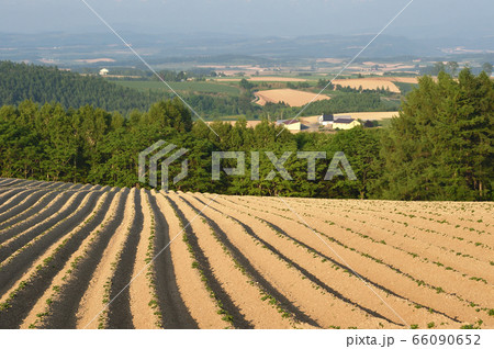 でこぼこと波打つ形の畑(北海道) でこぼこと波打つ形の畑(北海道) 66090652