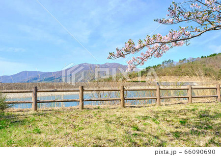 5月福島県南会津　大内ダムと桜 66090690