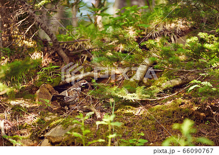 林床を歩くエゾライチョウ（北海道） 66090767