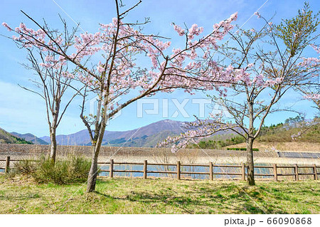 5月福島県南会津　大内ダムと桜 66090868