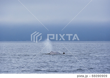 マッコウクジラの潮吹き（北海道・羅臼沖） 66090909