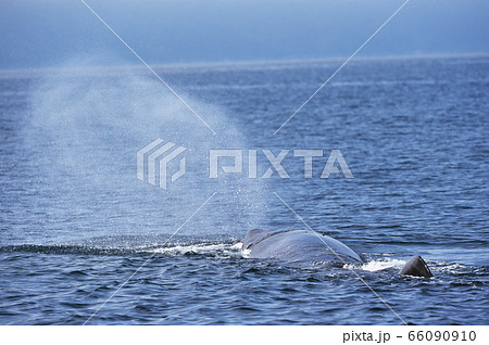 マッコウクジラの潮吹き 北海道 羅臼沖 の写真素材