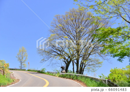 国道403号大池地区の祠と欅の大木 国道403号大池地区の祠と欅の大木 66091483