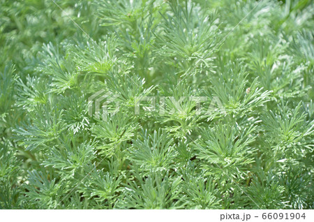 アサギリソウ 朝霧草 の写真素材