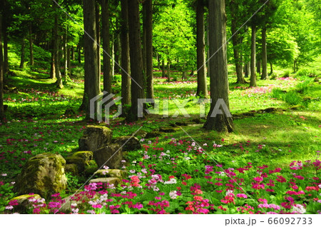 くりんそう くりんそう 66092733