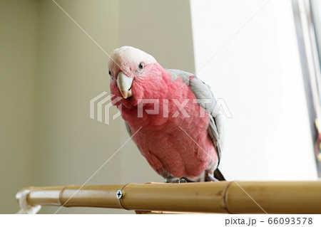 飼われているペットのモモイロインコ 66093578