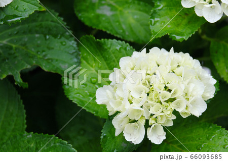 白色の美しい紫陽花の花 66093685
