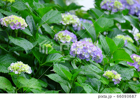 雨季に美しい紫色に咲いた紫陽花 雨季に美しい紫色に咲いた紫陽花 66093687