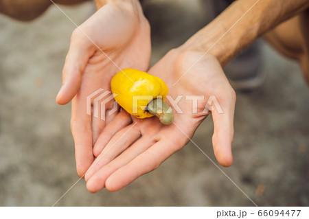 Hand harvesting Cashew fruit cashew apple in hand Hand harvesting Cashew fruit cashew apple in hand 66094477