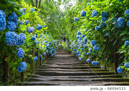 明月院　山門　紫陽花 66094533