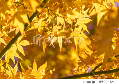 楓の黄葉 66094841