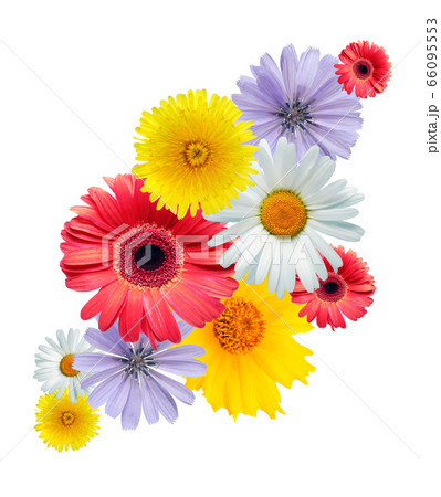 Variety Of Flowers 66095553