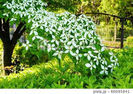 ハナミズキ 66095841