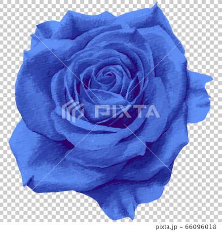 手繪藍玫瑰 水彩矢量 插圖素材 圖庫