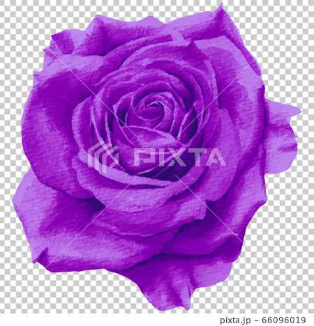手描きの紫色のバラ 水彩ベクター のイラスト素材