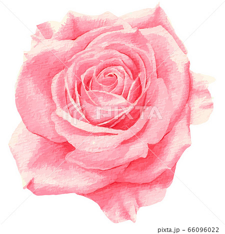 手描きのピンク色ののバラ 水彩ベクター のイラスト素材