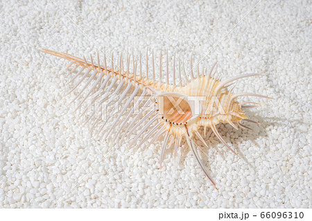 ホネガイ bonefish summer image photo((Venus comb) ホネガイ bonefish summer image photo((Venus comb) 66096310