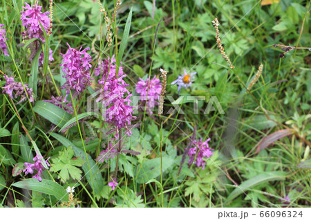 Lilac flowers of the  lousewort  in the meadow 66096324