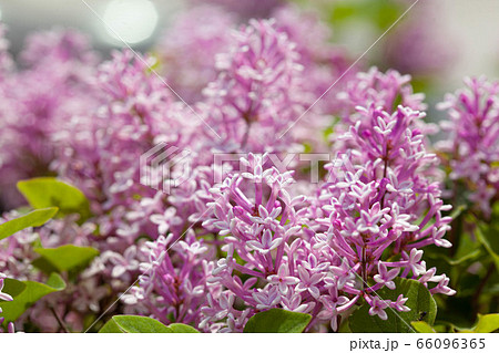 Lilac flowers spring blooming scene. Lilac flowers spring blooming scene. 66096365