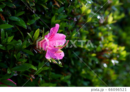 雨上がり 66096521