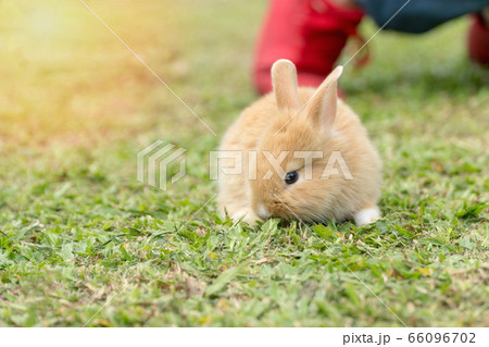 Close up little brown white rabbit sitting on 66096702