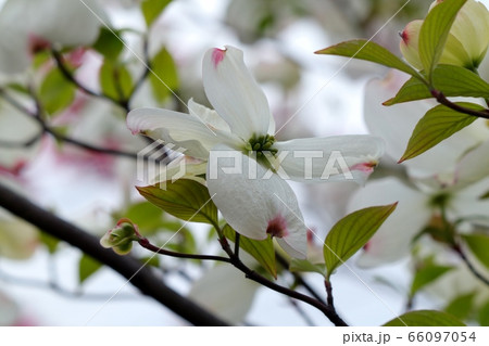 春の木の花：ハナミズキ：線路脇の街路路 66097054
