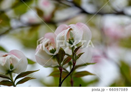 春の木の花:ハナミズキ:線路脇の街路路 春の木の花:ハナミズキ:線路脇の街路路 66097089