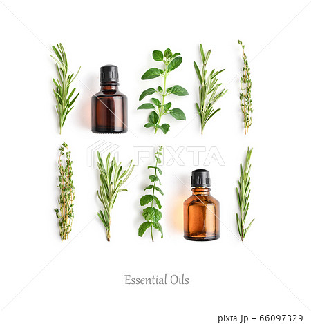 Bottles with essential oils and fresh herbs 66097329