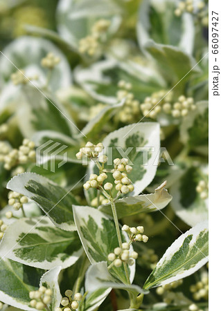 Wintercreeper Emerald Gaiety Wintercreeper Emerald Gaiety 66097427