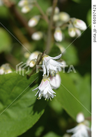 Fuzzy deutzia Flore Pleno Fuzzy deutzia Flore Pleno 66097428