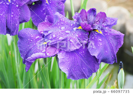 美しい花菖蒲(水滴付き) 66097735