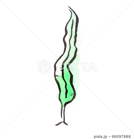 夏のイラスト：海藻 66097888
