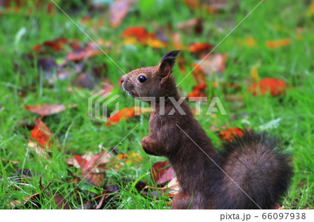 帯広のかわいいエゾリス 66097938