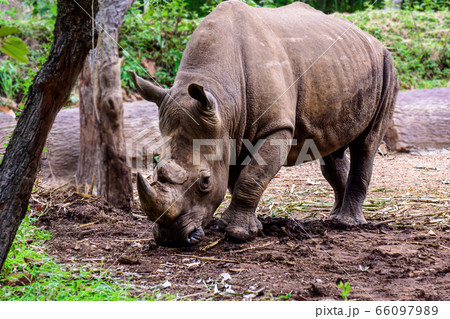 Rhinoceros is a large mammals. 66097989