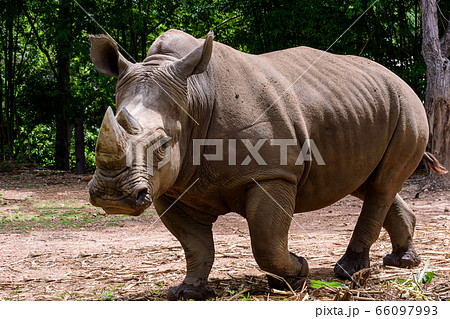 Rhinoceros is a large mammals. 66097993