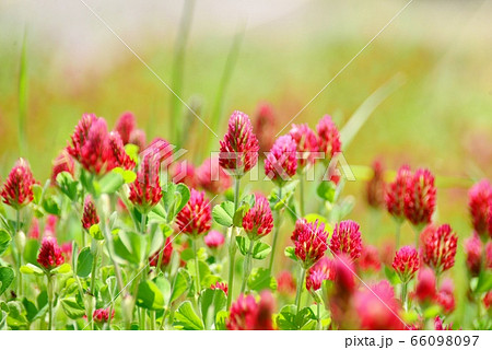 千日紅の朱色の花の写真素材