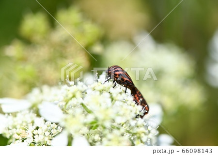 アカスジカメムシ 66098143