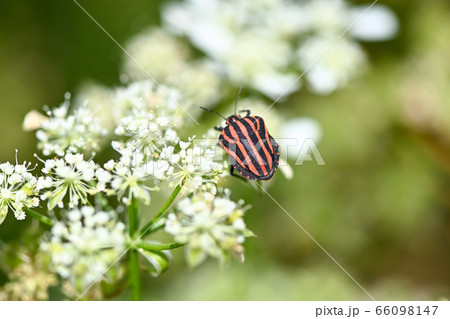 アカスジカメムシ 66098147