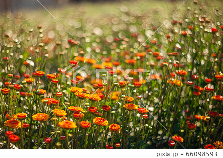 Flowers colorful in the garden soft and select 66098593