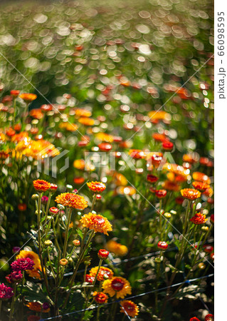 Flowers colorful in the garden soft and select 66098595