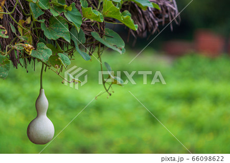 緑 緑色 自然 66098622