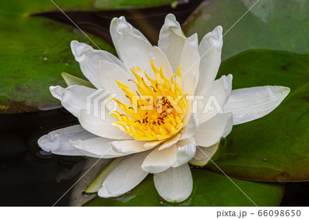 自然 軟化 池 66098650