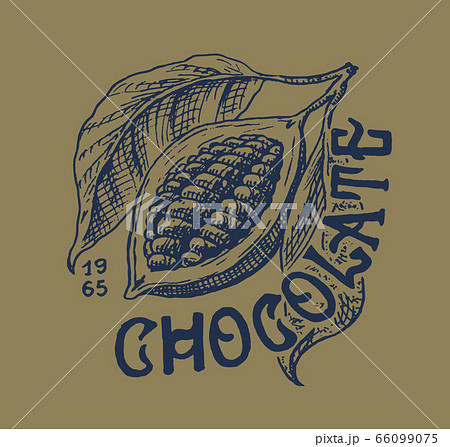 Cocoa fruit. Beans or Grains. Vintage badge or logo for t-shirts, typography, shop or signboards 66099075