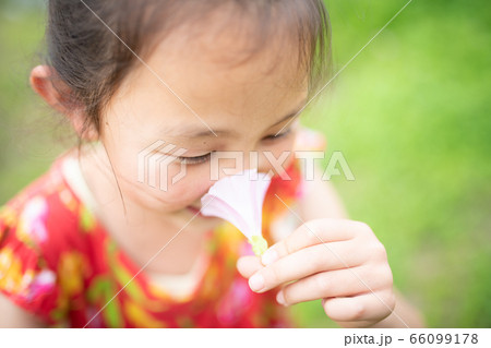 ピンクの花の香りを嗅ぐ少女 ピンクの花の香りを嗅ぐ少女 66099178